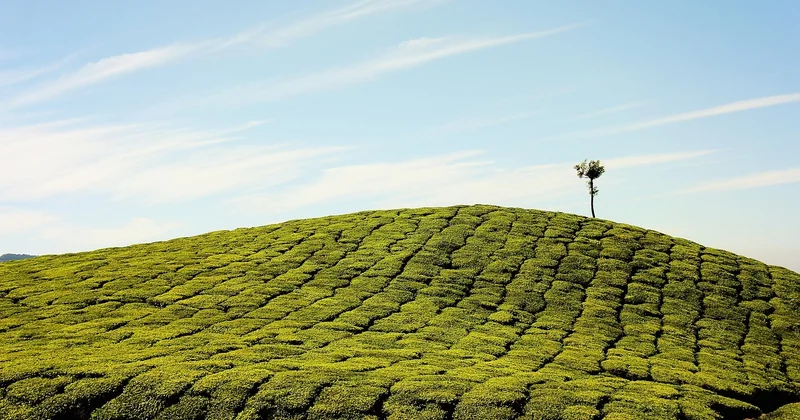 L'adaptation des techniques d'entretien et de plantation