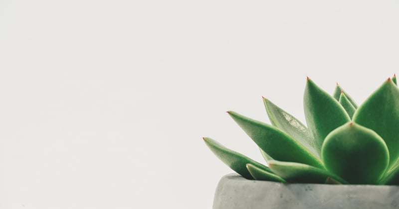 Budget pour transformer une terrasse en espace vert : nos astuces et estimations