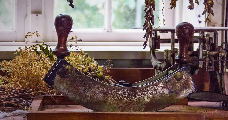 Les herbes qui supportent la sécheresse et l'oubli