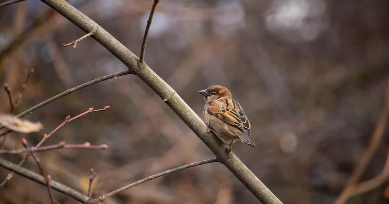 La protection des arbres existants et ses effets sur la propriété