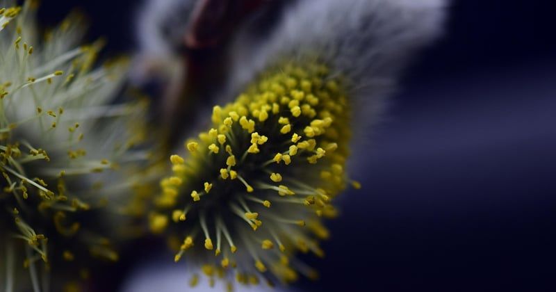 Allergies aux pollens urbains : pourquoi la ville nous fait éternuer