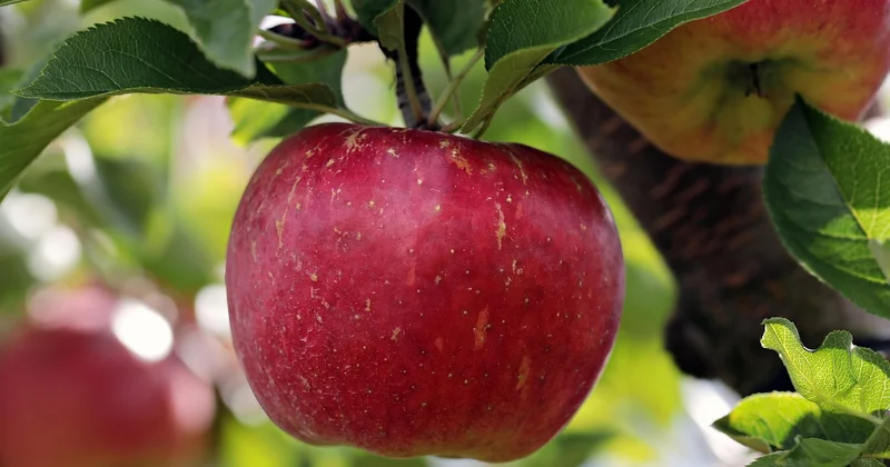 Les aides à la plantation d'arbres et de haies champêtres