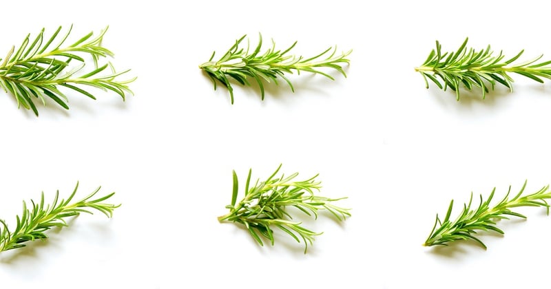 Cultiver un jardin aromatique pour la cuisine gastronomique : nos secrets de chef
