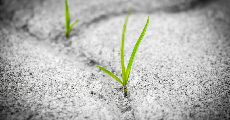 Cultivez les meilleures herbes fraîches chez soi : le guide simple pour un jardin d'intérieur savoureux